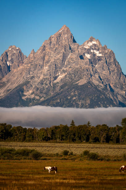 istock Vertical Teton with Horse 1681206911