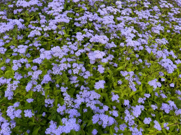 Blue Mistflower  Conoclinium coelestinum