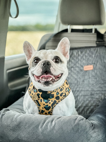 Travel with dog in a car with car safety seat