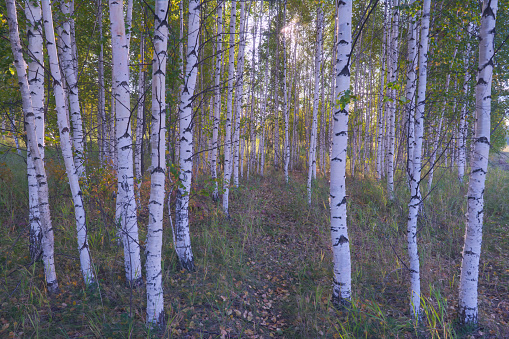 Beautiful sunny day in the forest. Summer or early autumn landscape with green birch trees.