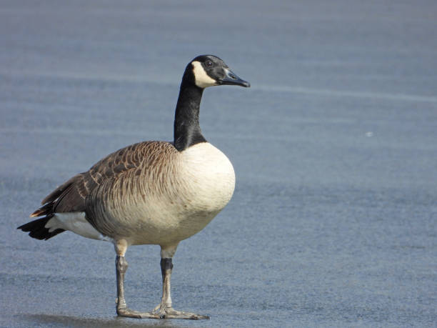 istock Canada Goose (Branta canadensis) North American Waterfowl Bird 1681242359