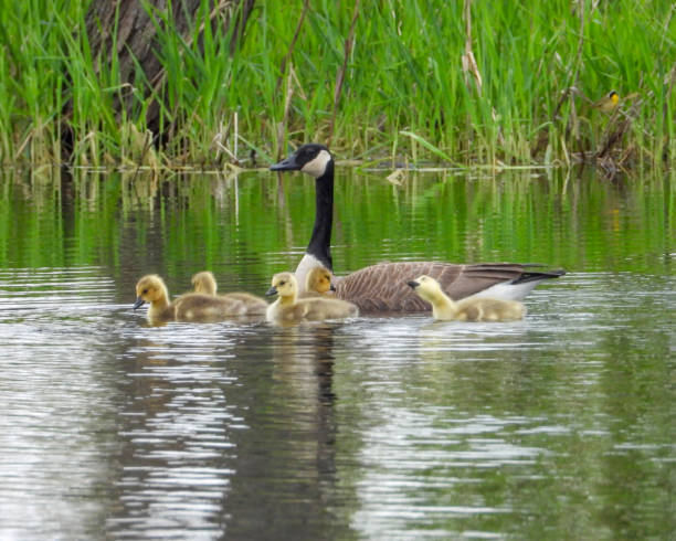 istock Canada Goose (Branta canadensis) North American Waterfowl Bird 1681246852