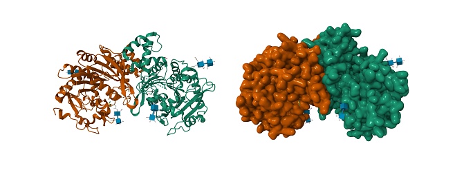 3D cartoon and Gaussian surface models, chain id color scheme, PDB 4ci9, white background