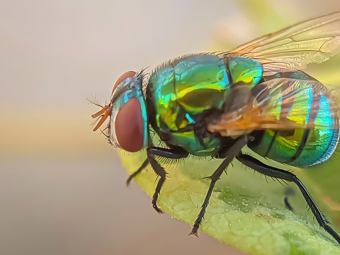 Close up of a green fly. Photo of the sun's glare.