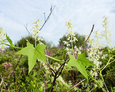 Echinocystis lobata (Wild Cucumber) Native North American Wildflower Vine