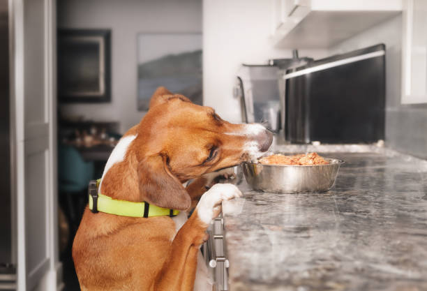 Dog stealing food from kitchen counter.
