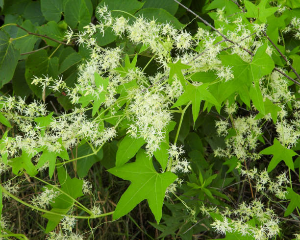 istock Echinocystis lobata (Wild Cucumber) Native North American Wildflower Vine 1681284455