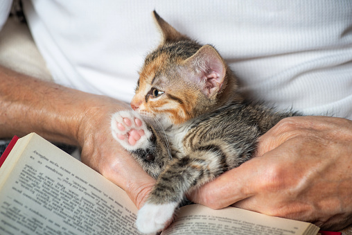 Tiny, cuddly kitten enjoys her man's arms while he reading a book on the sofa. Leisure time with a kitten