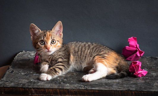 Cute tiny kitten lying on a wooden background among crumpled pieces of paper. The kitten is colorful, with a beautiful view and white paws and looking straight into the camera