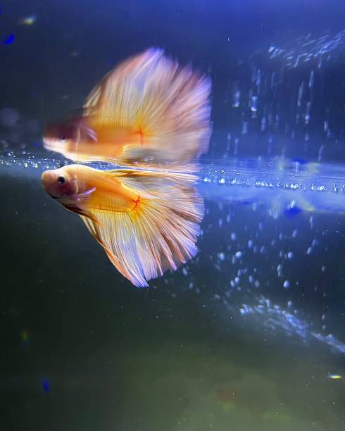 istock Elegant Golden Betta Fish : 1 1681320914