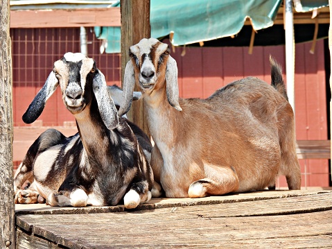 Goats resting on a platform looking at the camera