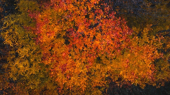 A view from above as autumn shows itself in wisconsin usa