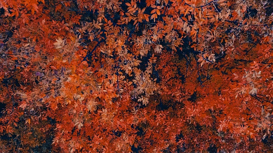 Trees in Wisconsin with vibrant orange leaves