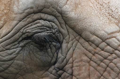 Asian Elephant Animal, Elephas maximus, Endanger Mammal, Proboscidea, Elephantidae, eye, close-up.