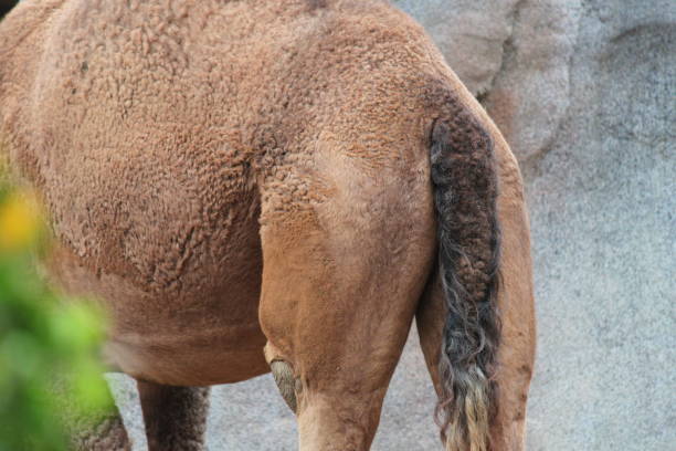 wielbłąd - herbivorous close up rear end animal head zdjęcia i obrazy z banku zdjęć