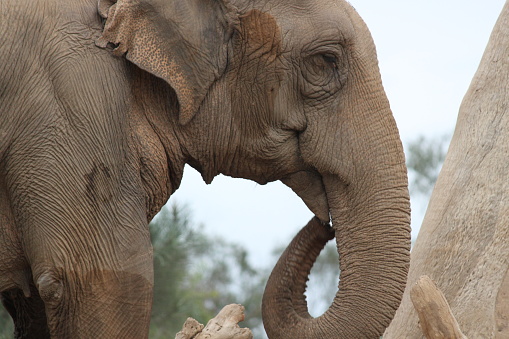 Large male African Elephant (Loxodonta africana) feeding in the dry arid landscape of Etosha National Park, Namibia