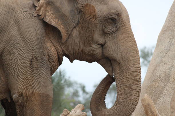 Elefante - foto de acervo