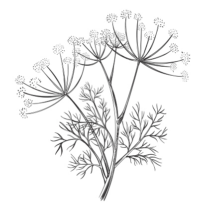 Dill or fennel spice flower with leaves, foeniculum vulgare medical herbal plant stem with seed botanical hand drawn sketch. Wild Finocchio herb, floral branch, fresh garden greens. Culinary seasoning, vegetarian healthy food, cooking ingredient. Vintage engraving. Outline vector drawing
