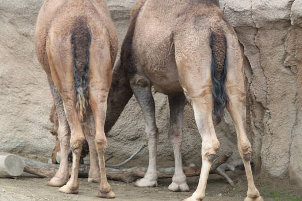 camelo - herbivorous close up rear end animal head - fotografias e filmes do acervo