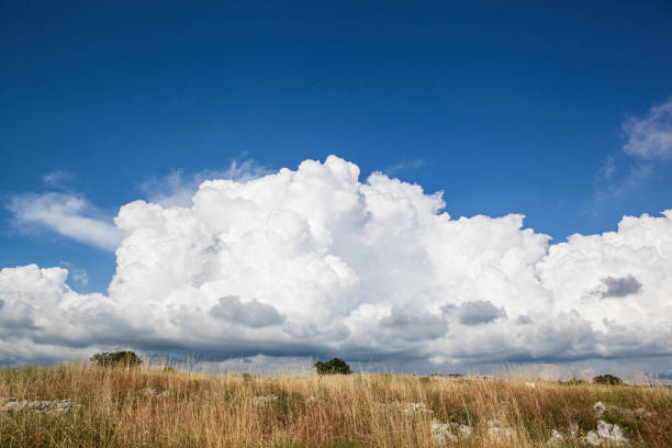 Free Stock Photo of Blue Sky With White Clouds and Tall Grass ...