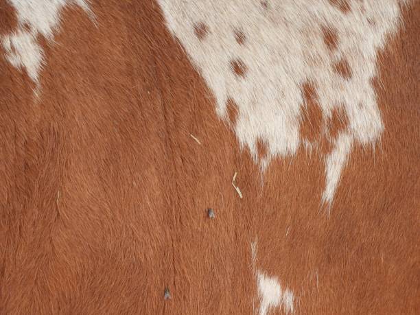 istock Florida Cracker Cattle (Bos taurus) - animal hair with flies 1681427685