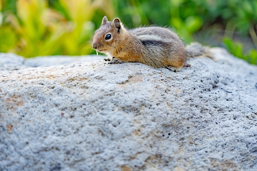 Chipmunk posing on a tree branch