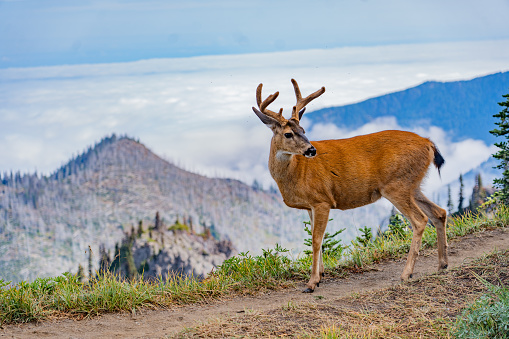 Deer in Hurricane ridge