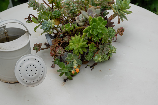 Succulent plants on a white table and watering can in summer garden
