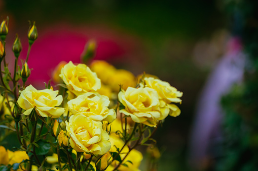 Yellow rose flowers in bloom at the garden park in summer, Sep. 2023