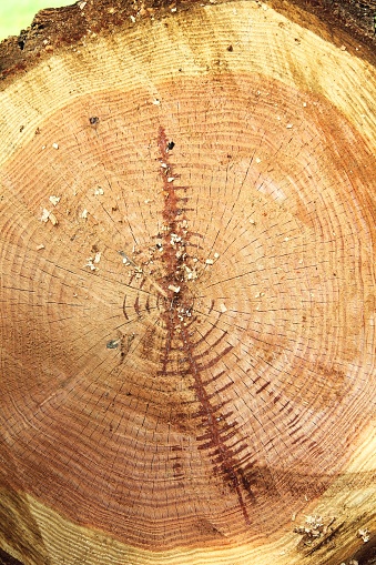 Closeup detail of sawed fir tree log firewood material