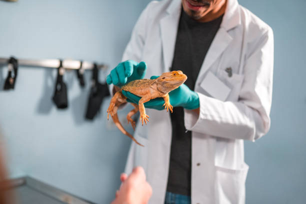istock Hispanic Male Vet Holding A Bearded Dragon 1681463565