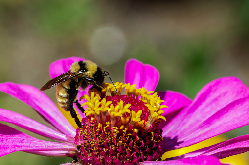 A bumblebee collecting pollen on a zinnia flower