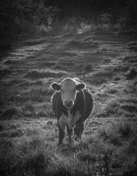 istock High angle portrait of cow on field 1681501507