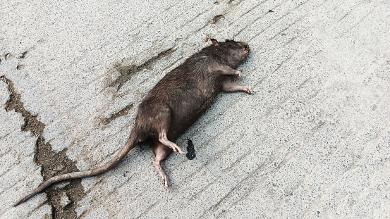 Old big rat carcass on the road