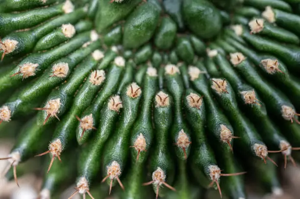 Photo of Full frame shot of the spines of Gymnocalycium Mihanovichii cristata cactus.