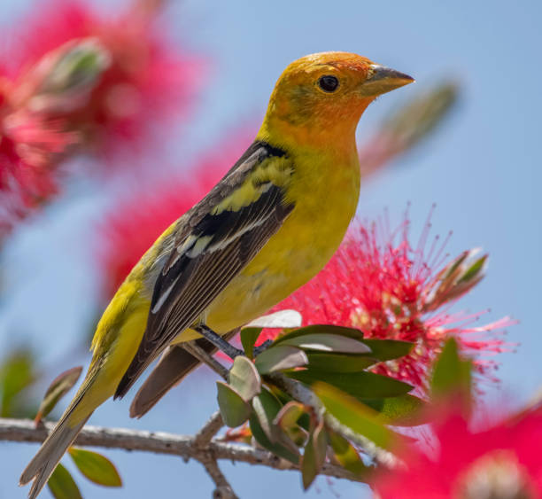 Bright Colored Tanager A male Western Tanager perched on a bottlebrush bloom. supercaliphotolistic stock pictures, royalty-free photos & images