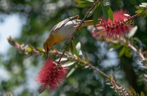 She Oriole A female Bullocks Oriole searches for bees on a bottlebrush plant bloom supercaliphotolistic stock pictures, royalty-free photos & images