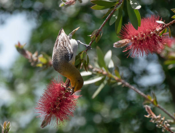 Feeding Female Oriole A female Bullocks Oriole searches for insects on a bottlebrush bloom supercaliphotolistic stock pictures, royalty-free photos & images