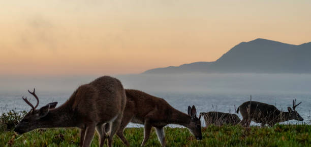 Lost Coast Deer Herd A herd of Black-Tailed Mule Deer graze in the Lost Coast in Humboldt County, California supercaliphotolistic stock pictures, royalty-free photos & images