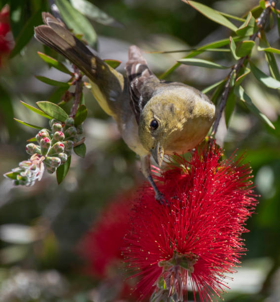 She Tanager A female Western Tanager searches for insects on a bottlebrush bloom. supercaliphotolistic stock pictures, royalty-free photos & images
