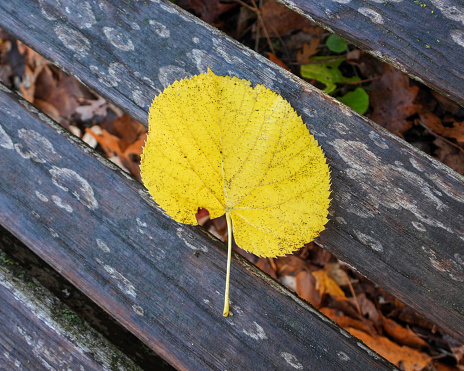 Fall Season Autumn Colors Nature Photography