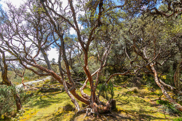 istock Polylepis trees at El Cajas National park, Ecuador 1681519177