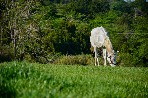 A white horse grazing in the mountains. eating grass.