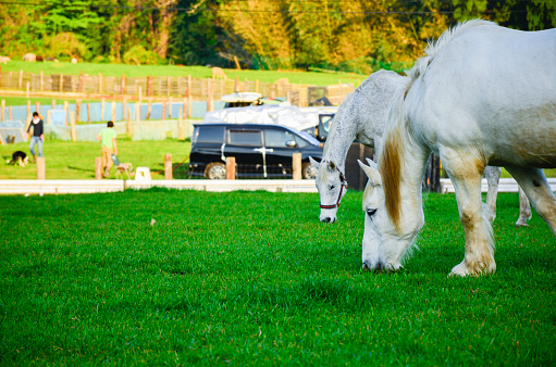 A white two horses grazing in the mountains. eating grass. In the distance, you can see people bringing their dogs and cars.
