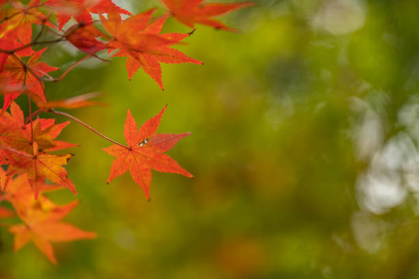 Glimpses of an autumn garden after lots of rain. Part of a series.