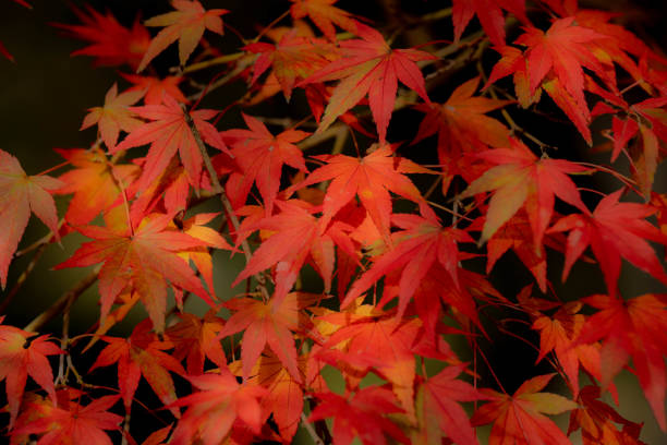 istock Utena dam in Ehime prefcture 1681536816