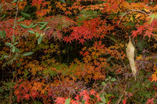 The view of autumn season in Utena dam dam