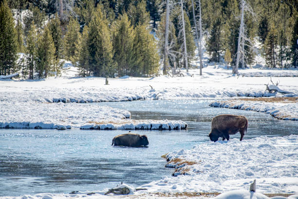 bufffalo (o bisonte) vadeando a través del río de aguas cálidas es la cuenca de géiseres del ecosistema de yellowstone en el oeste de ee.uu. de américa del norte - río firehole fotografías e imágenes de stock
