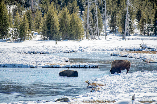 Buffalo (or bison) wading across warm water river is geyser basin of the Yellowstone Ecosystem in western USA of North America. Nearest cities are Gardiner, West Yellowstone, Livingston, Bozeman and Billings, Montana, Jackson and Cody, Wyoming, Salt Lake City, Utah, and Denver, Colorado.
