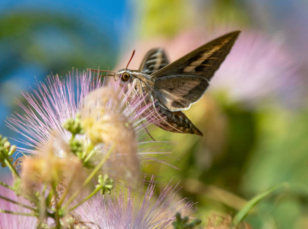 Fantastic Sphinx Moth Close up of a White-Lined Sphinx Moth gathers pollen from a pink Fairy Duster Tree bloom supercaliphotolistic stock pictures, royalty-free photos & images